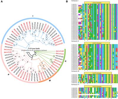 Genome-wide identification, evolution and expression pattern analysis of the GATA gene family in Sorghum bicolor